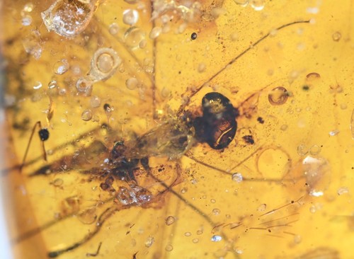 ELIGE TU INSECTO - Fósil ámbar birmano genuino - Precio por pieza - Imagen 42 de 71