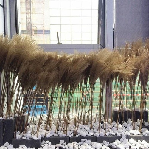 Flores Secas Naturales Pampas Hierba Caña Racimo Ramo Hágalo usted mismo Boda Fiesta Decoración - Imagen 10 de 14