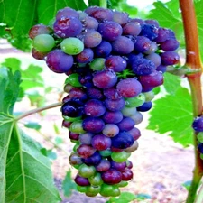 20 WINE GRAPE SEEDS (Vitis vinifera) Vine Tree Fast Hardy Garden Fruit Plant
