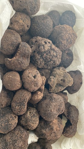 TARTUFO NERO MESENTERICO BAGNOLI IRPINO FRESCO 500gr POLLINO CALABRIA MIX SCELTO - Foto 12 di 12