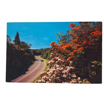 Postcard Flame Azalea And Mountain Laurel On The Blue Ridge Parkway NC Chrome