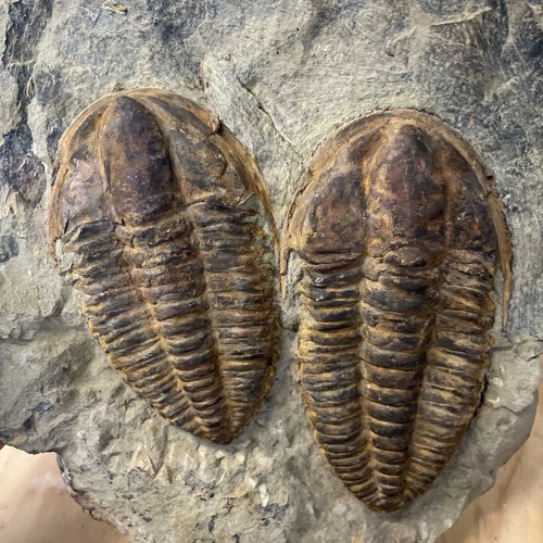 Trilobite Latoucheia (Pseudolenus) Ourikaensis. From Morocco 500mya Cambrian - Picture 10 of 10