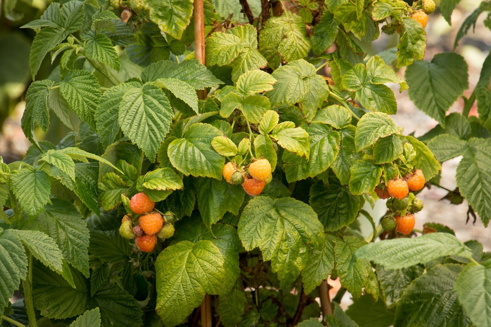 1 Fall Gold Raspberry rooted plant. zones 38. Gold colored raspberry