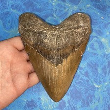 MEGALODON SHARK TOOTH 5.81 HUGE TEETH MEG SCUBA DIVER DIRECT FOSSIL NC 1938