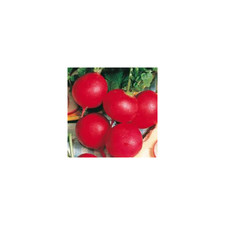 Seed Kingdom Radish German Giant Great Heirloom Vegetable Bulk 1/4 Lb Seeds
