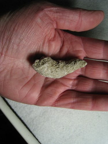 Fine Specimen Coral Horn Stone Ancient Fossil From Kansas City USA 24.1 Grams - Picture 16 of 16
