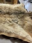 Flat Mount Taxidermy Coyote
