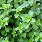 Italian Oregano Seeds | 2,000 Seeds | Heirloom / Non-Gmo | Free Shipping | 1143