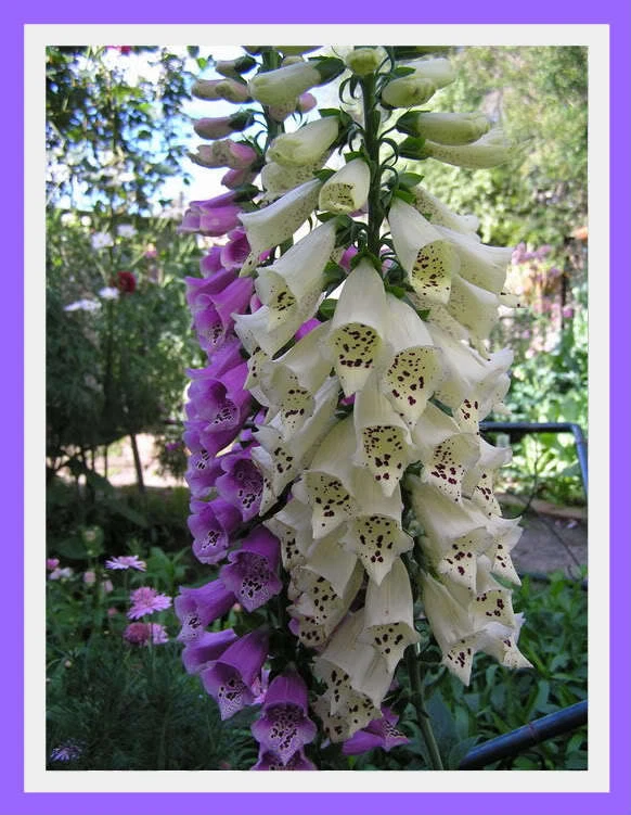 Fantastic Foxglove Mix (digitalis) 1000 plus Flower Seeds - Image 4 of 4