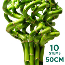 50cm Lucky Bamboo - 10 Spiral Stems - Indoor Plant Garden Windowsill Bowl