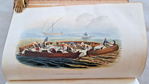 Histoire Naturelle de Lacepede II 1847 Poissons peces 12 paneles de colores - Imagen 3 de 10