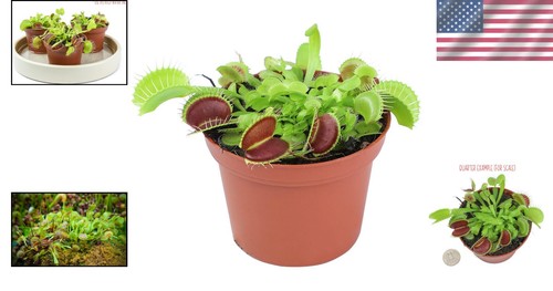 3-Inch Live Venus Fly Trap – Elegant Plant for Bug Control & Home Decor - Picture 2 of 10