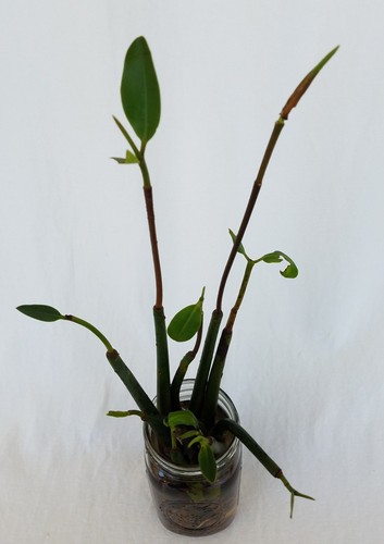 10 RED MANGROVE Seedlings–Buy 5 Get 5 FREE–Live Aquarium Plants–BEST VALUE! - Picture 8 of 9