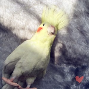 stuffed cockatiel
