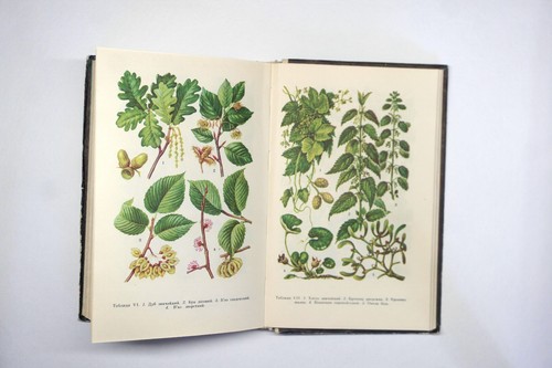 Botanical Book, Vintage Illustrated, herbaceous plants, Flowers Draw, drug plant - Picture 4 of 12