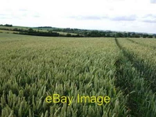 Photo 6x4 Field of wheat near Stoneton Manor  c2010