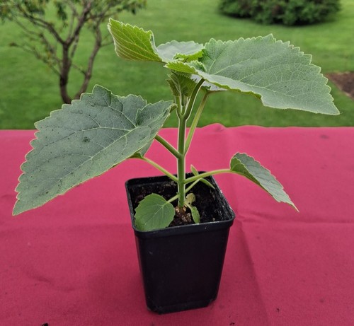 Paulownia tomentosa Jungpflanze–Blauglockenbaum, schnellwüchsig, riesige Blätter - Bild 2 von 5
