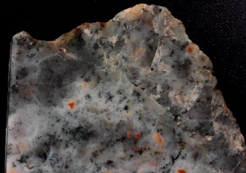 S201a ~ Losa gruesa de coral agatizado dendrítico de 3,0 oz ~ Utah - Imagen 2 de 10
