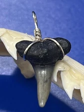SHARK TOOTH PENDANT Fossilized 3/4 Inch Lower LEMON Shark Tooth 