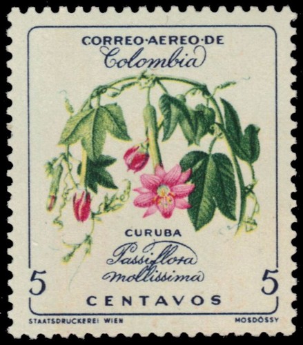 COLOMBIA C360 - Passionflower "Passiflora mollissima" (pb44399)