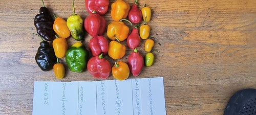 Manzano (Rocoto) Chilischoten frisch gepflückt Mix Farben - Bild 20 von 22