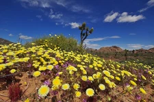 Panasonic Lumix G Vario 7-14mm f/4 Ultra Wide Angle for Landscapes, Interiors