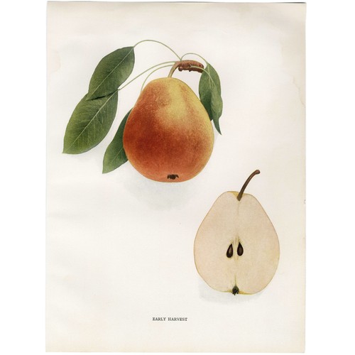 1921 Pears Of New York Beautiful Original Chromolithograph, Early Harvest Pear - Picture 4 of 5