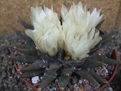 1e42 Ariocarpus trigonus horacekii Jaumave pot 12 cm 30 years old CITES IA - Picture 9 of 12