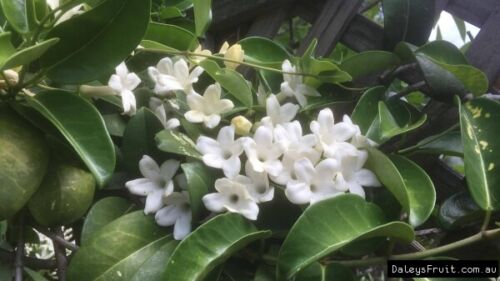 Madagascar Jasmine (Stephanotis floribunda) Tree Plant - Picture 2 of 5