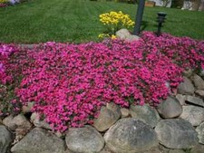 100 Scarlet Flame Creeping Phlox Seeds for Garden - USA - FREE SHIPPING 