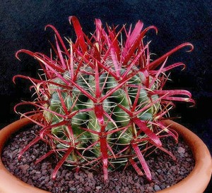 Amazing Arizona Red Fire Barrel Cactus Plant Flower Bonsai 100 Seeds Image Is Loading Amazing Arizona Red Fire Barrel Cactus Plant Flower