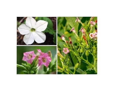 40x Ziertabak Sensation mix Nicotiana alata Garten Pflanzen - Samen KS319 - Bild 1 von 4