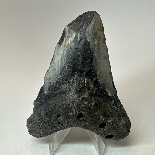 Megalodon Haizahn 4,06 Zoll - natürlich - seltenes Fossil - echte Zähne 19746