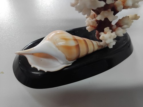 Esculturas de coral decorativas vintage Australia 13 cm - Imagen 7 de 7