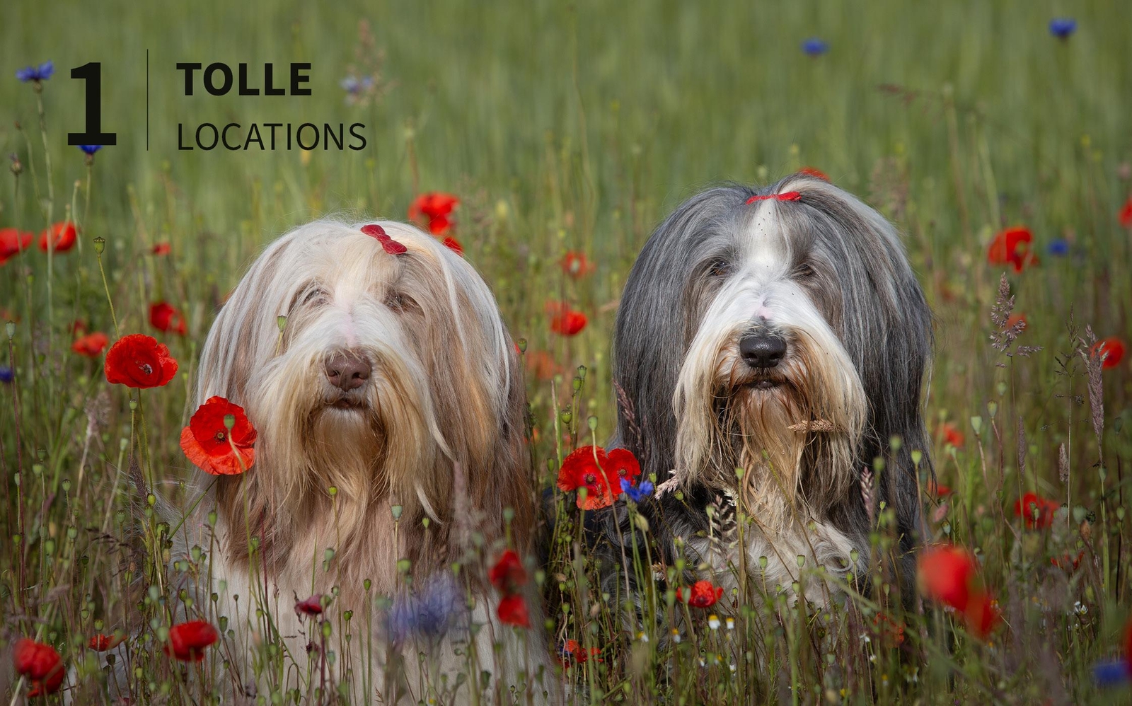 Thumbnail - Hunde Fotografieren - Kreative Bilder Mit ""wau-effekt"" Heuser Regine