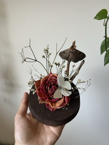 Butterflies, Butterfly, Moth, Moths, Rose, Glass Display Dome - Entomology Art - Picture 2 of 5