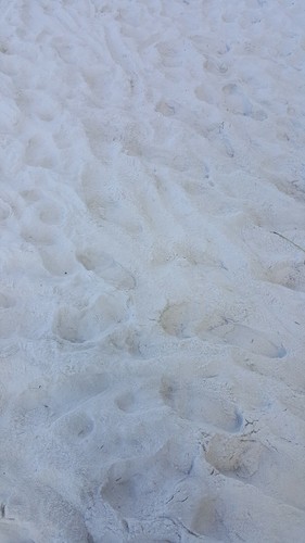 PANAMA CITY BEACH ~ CIUDAD DE PANAMÁ, FLORIDA ~ 10 OZ MUESTRA DE ARENA DE PLAYA - Imagen 3 de 4