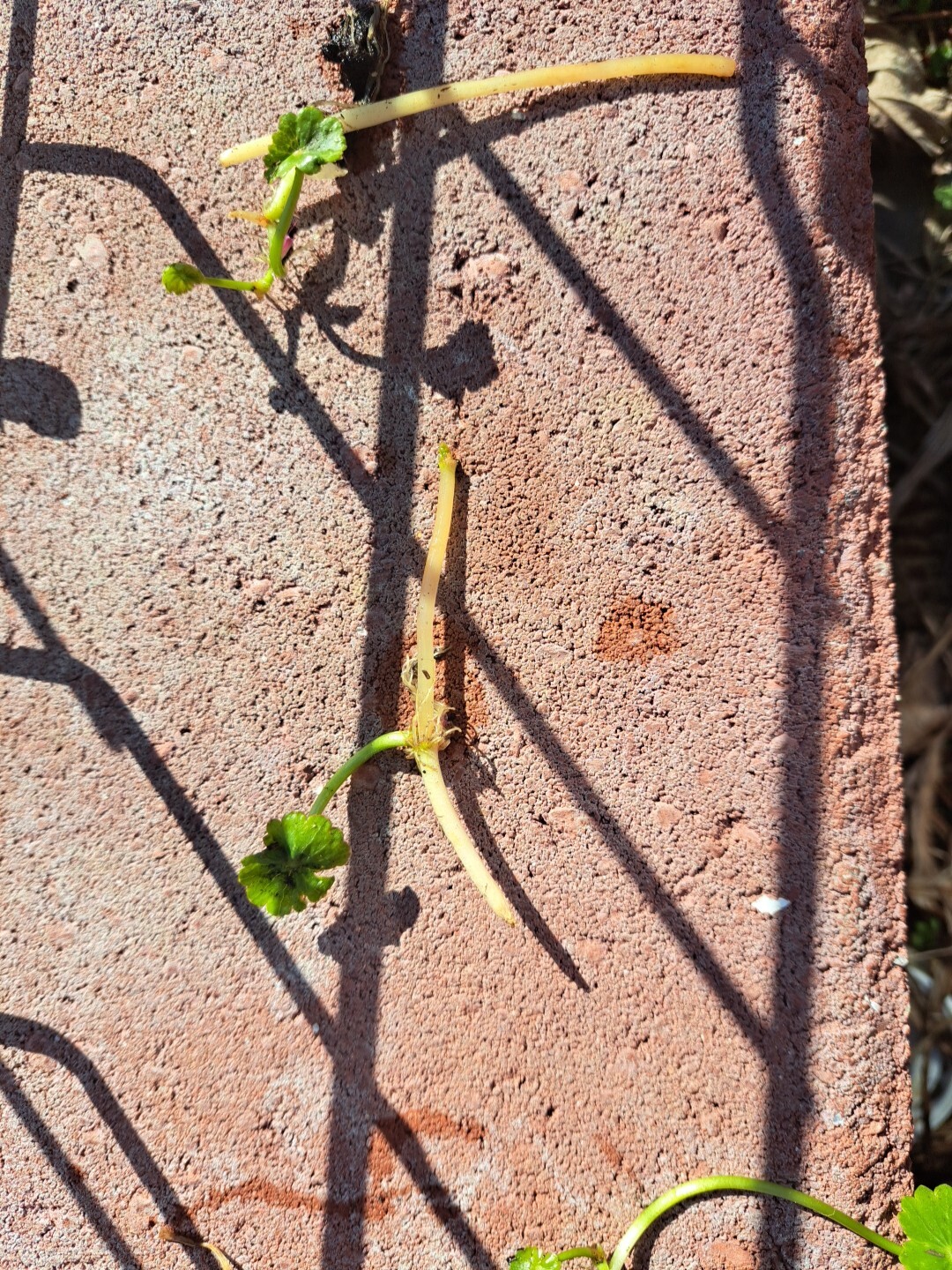 Picture 13 of 17