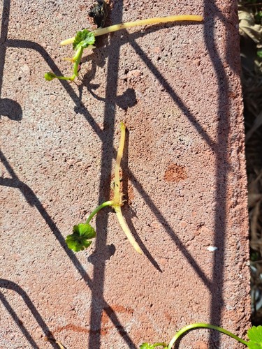 Pennywort/ Dollarweed , no container (approx 20 Count with roots) - Picture 13 of 17