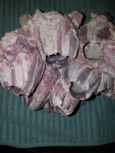 PURPLE BARNACLE CORAL CLUSTER SEA SHELLS 9" x 6" 1 lbs 11 ounce. - Picture 7 of 8