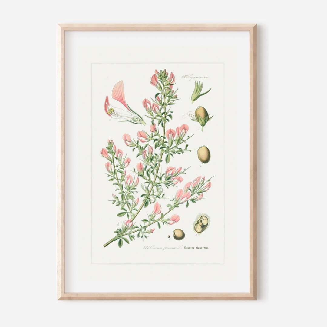 BOTANICAL ART 【import品】 Set of 6 Antique Repro Botanical ART PRINTS Picture Home