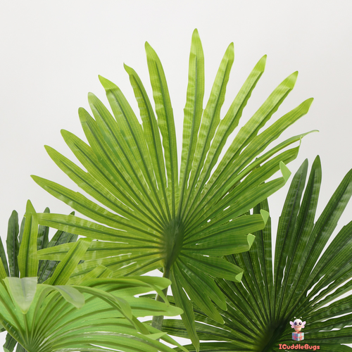 Dwarf Fan Palm in Designer Black Pot - Picture 5 of 6