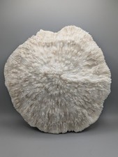 Stunning, Huge White Mushroom Coral 13" Diameter, Great Condition