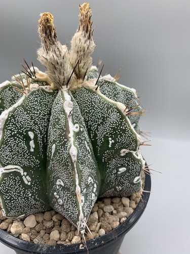 Astrophytum Hannya Vaso 14 Cm 8 Coste Maculato Bianco Verde  Stella Puro - Imagen 3 de 5