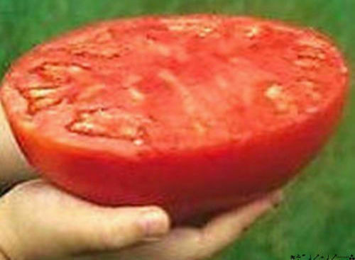 SUPER BISTECCA - POMODORI GIGANTI, FRUTTA OLTRE 3 KG, 50 SEMI + OMAGGIO - Foto 1 di 3
