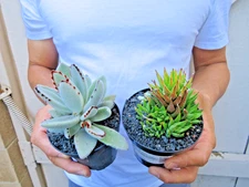 Haworthia & Kalanchoe Panda Succulent Pack of 2