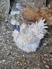 12 Plus Silkie/ Showgirl  Hatching  Eggs High Chance  Of  Frizzells