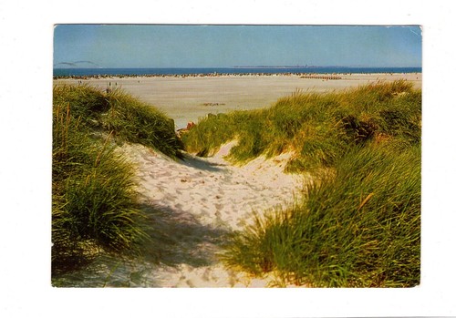 AK Ansichtskarte Nordsee-Insel Amrum / Hohe Dünenkette