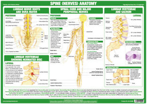 Spinal Chart Discs