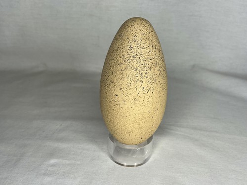 Jurassic Park III, Dinosaur Egg, Real Prop Replica, Solid Resin - Picture 1 of 6